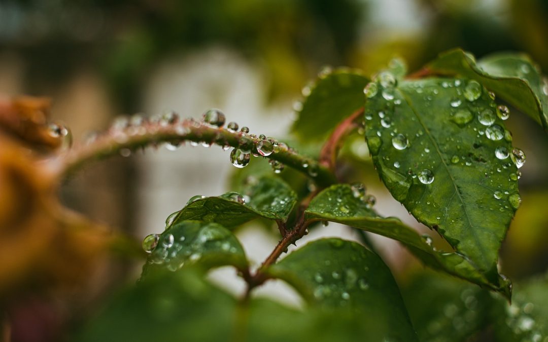 Lluvia